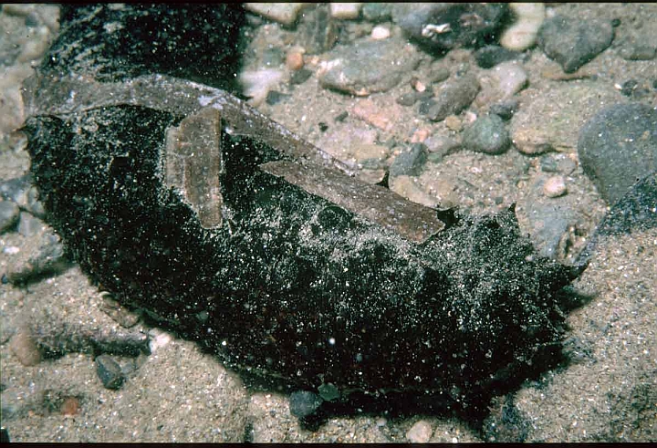 03 Olothuria forskali.jpg